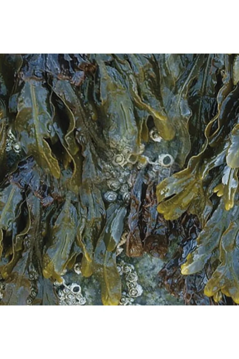 Tovagliolo Petali in Lino